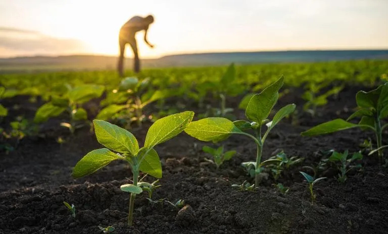 Smart Sensor in Field